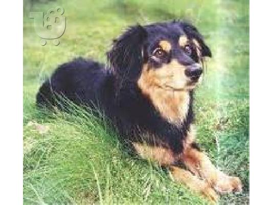 PoulaTo: Small Greek Domestic Dog for adoption Ιρλανδικός Γουλφχάουντ